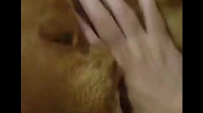 Shiba Inu1